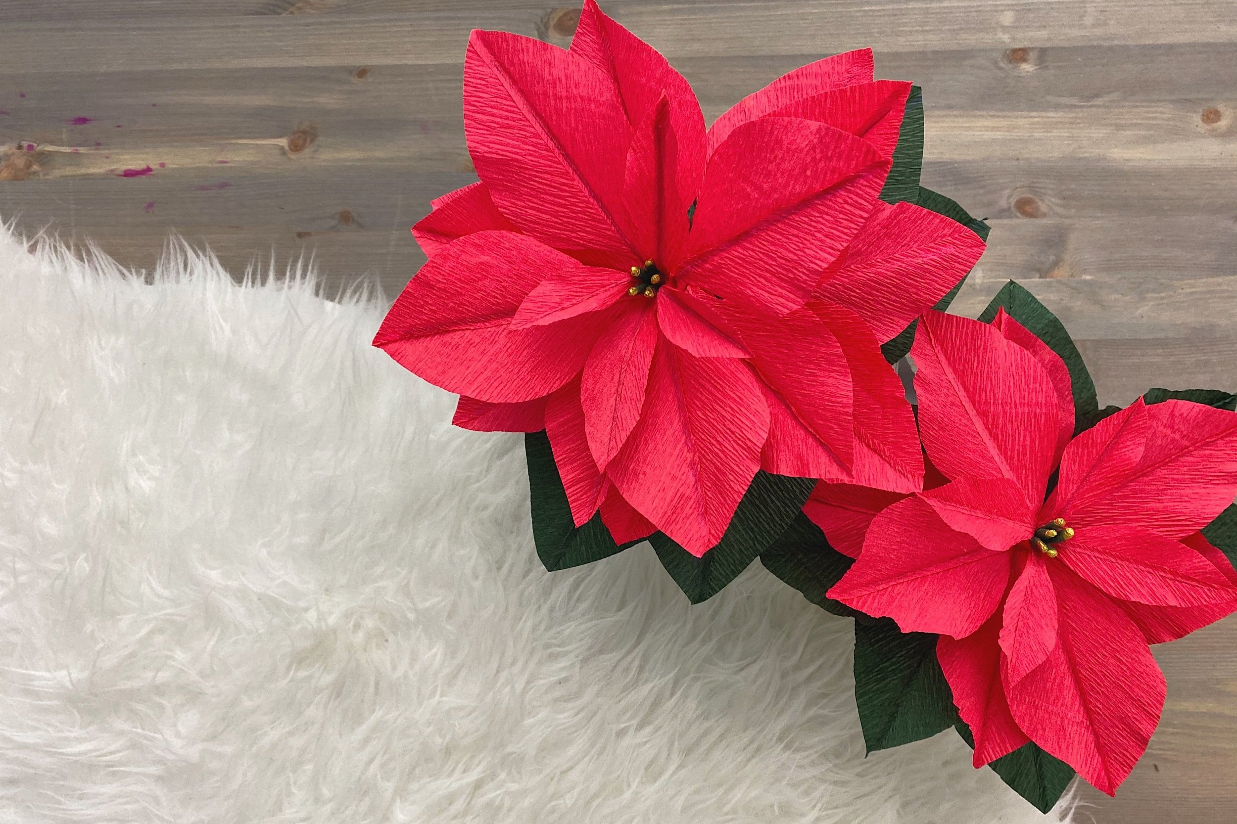 Christmas 2024 poinsettia flowers